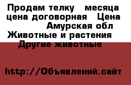 Продам телку 4 месяца,цена договорная › Цена ­ 15 000 - Амурская обл. Животные и растения » Другие животные   